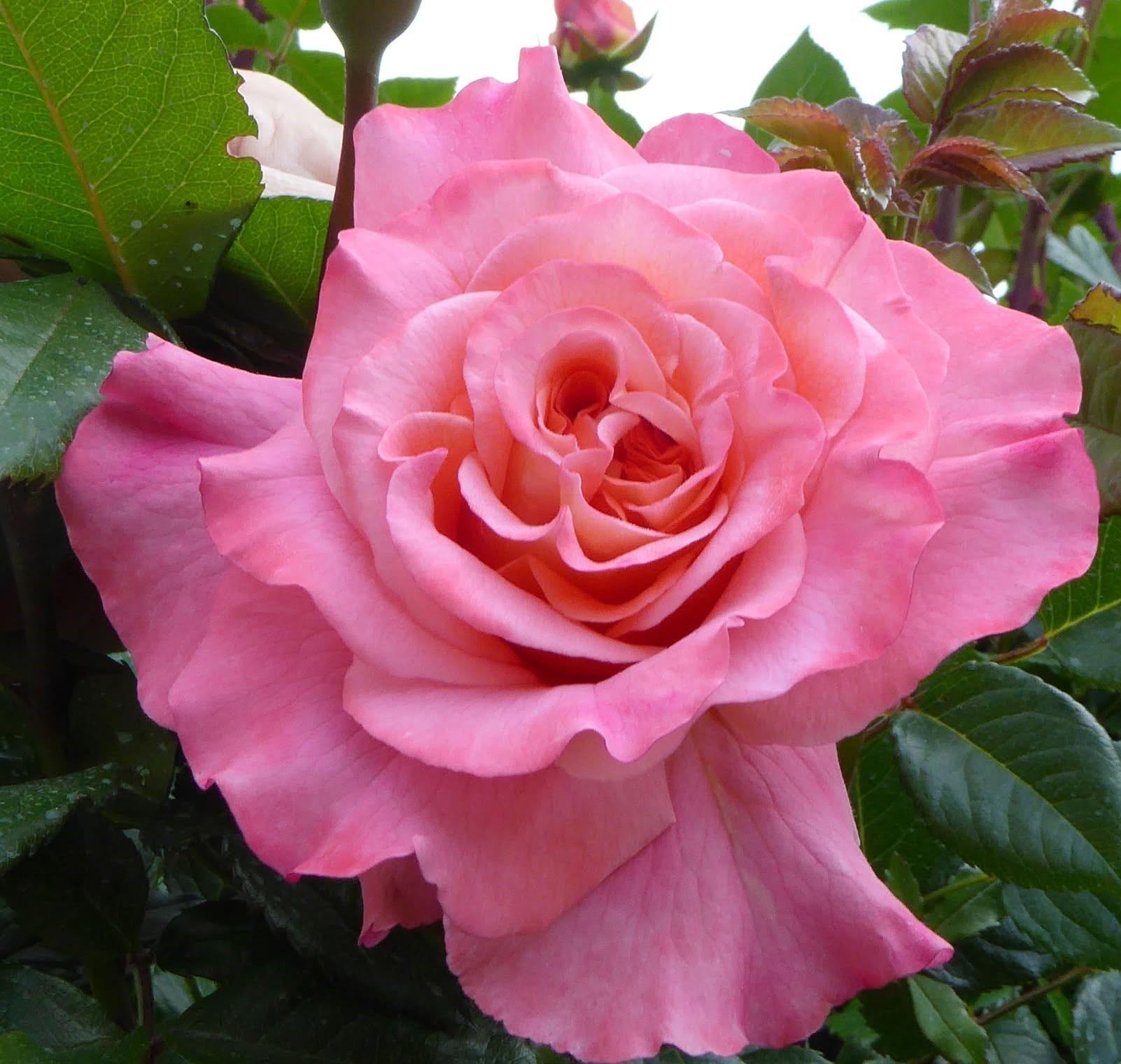 Ruža ‘PharmaRosa’